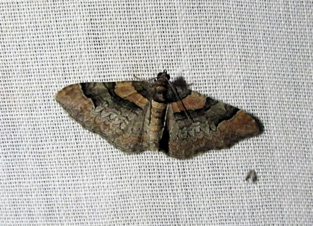 piros tarkaaraszoló - Catarhoe rubidata