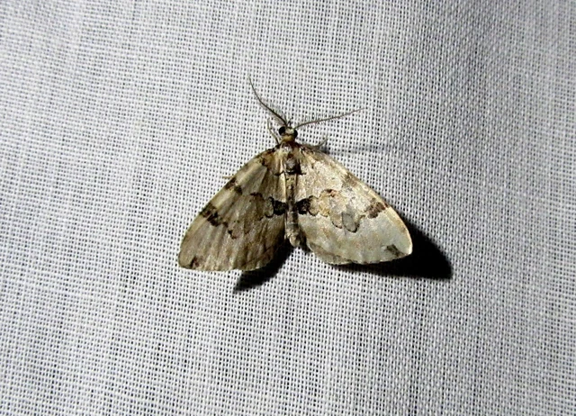 zöld levélaraszoló - Colostygia pectinataria