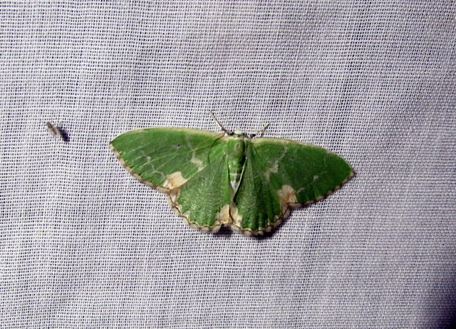 foltos zöldaraszoló - Comibaena bajularia