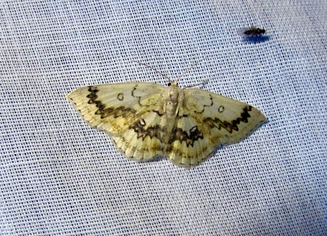 Cyclophora annularia - gyűrűs pettyesaraszoló