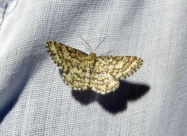 bőrszínű araszoló - Heliomata glarearia