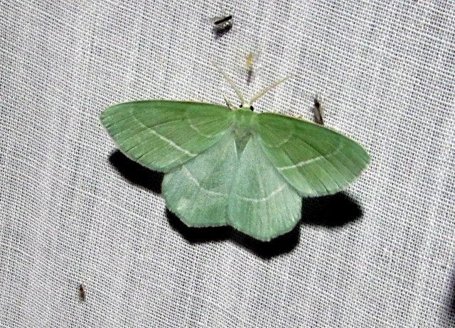 Hemistola chrysoprasaria - kékes zöldaraszoló