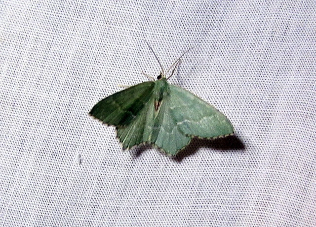 nyír-zöldaraszoló - Hemithea aestivaria