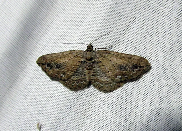 fakó iszalagaraszoló - Horisme tersata