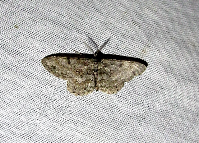 pettyes faaraszoló - Hypomecis punctinalis