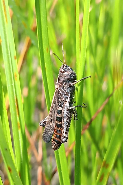 Omocestus rufipes - vöröshasú tarlósáska