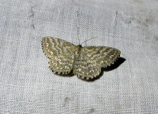 réti sávosaraszoló - Scopula immorata