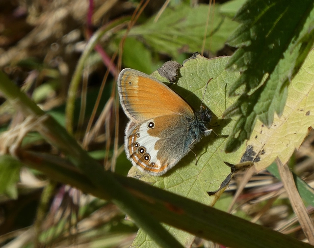 Coenonympha arcania - fehéröves szénalepke