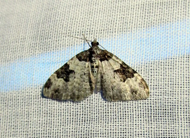 közönséges tarkaaraszoló - Xanthorhoe fluctuata