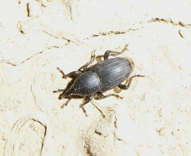 Sphenophorus