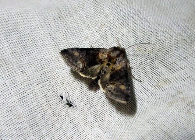 Abrostola asclepiadis - barnaövű csalánbagoly