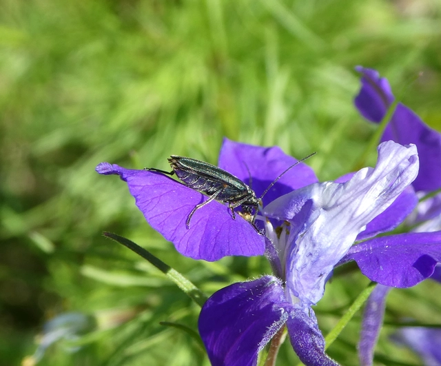 Oedemera