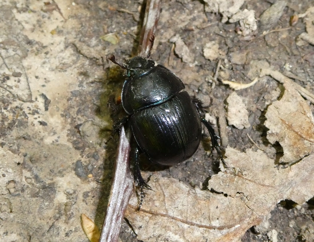 Anoplotrupes stercorosus - erdei álganéjtúró