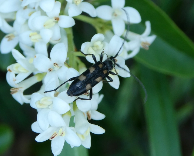 Anoplodera sexguttata - foltos virágcincér