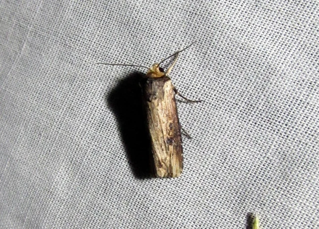 Axylia putris - vonalkás földibagoly