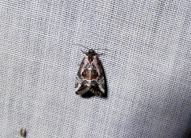 rózsaszínű mázasbagoly - Hapalotis venustula