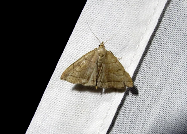 szőröslábú karcsúbagoly - Herminia tarsicrinalis