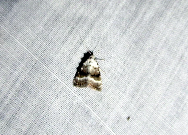 fehér pamacsosszövő - Meganola albula