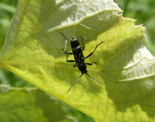Chlorophorus figuratus - rajzos darázscincér