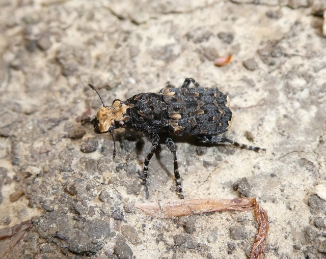 Platyrhinus resinosus - nagy orrosbogár
