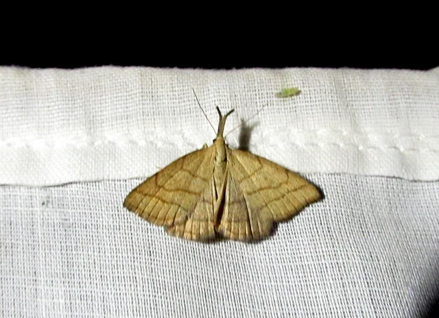 sötétaljú karcsúbagoly - Polypogon tentacularia