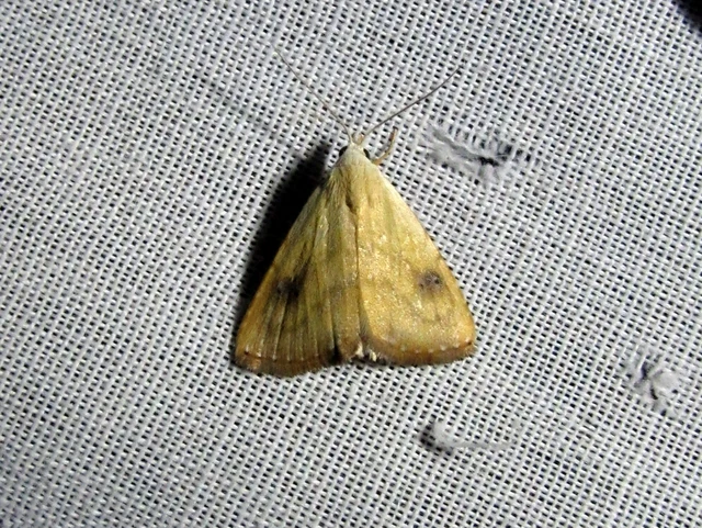 selymes lórombagoly - Rivula sericealis