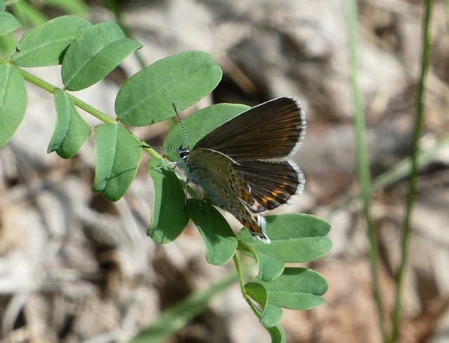 Plebejus argyrognomon - tintakék boglárka