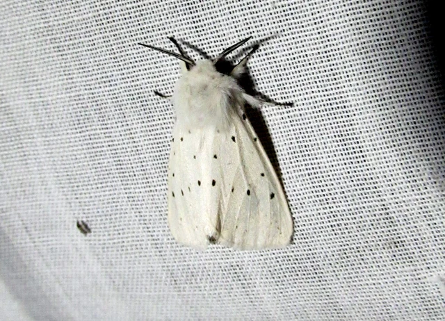 tejszínű medvelepke - Spilosoma lubricipedum
