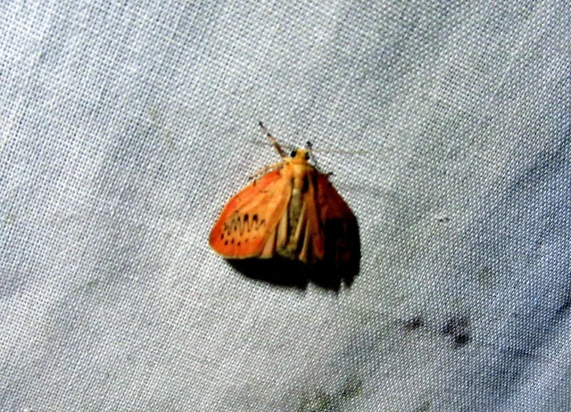 piros medvelepke - Miltochrista miniata