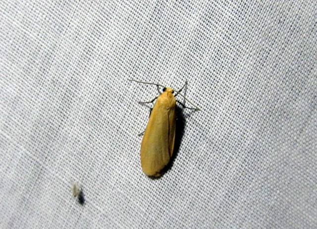 sárga zuzmószövő - Eilema sororcula