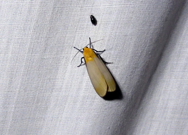 négypettyes zuzmószövő - Lithosia quadra