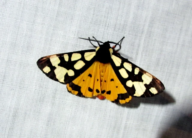 Arctia villica - fekete medvelepke
