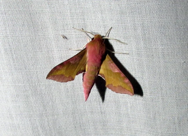 piros szender - Deilephila porcellus