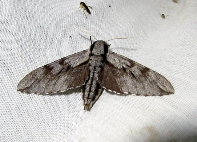 fenyőszender - Hyloicus pinastri