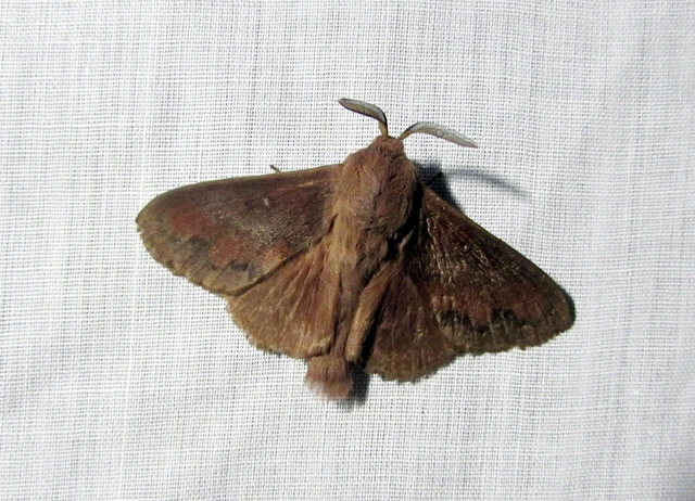 fenyőpohók - Dendrolimus pini