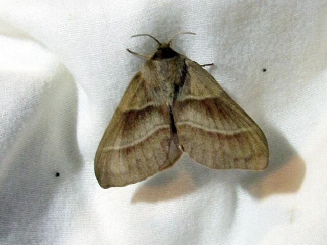 málnaszövő - Macrothylacia rubi