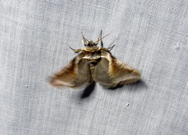 fehérsávos pihésszövő - Habrosyne pyritoides