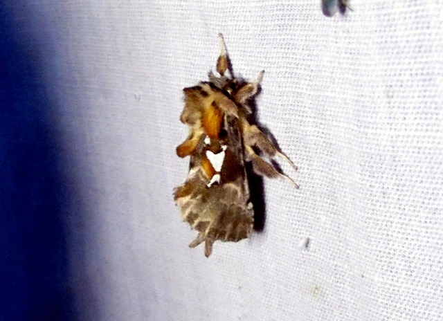 ezüstfoltos púposszövő - Spatalia argentina