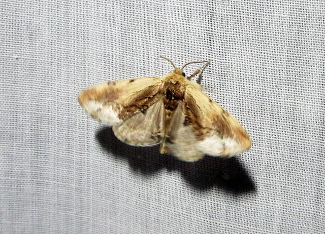 csuklyás púposszövő - Ptilodon cucullina