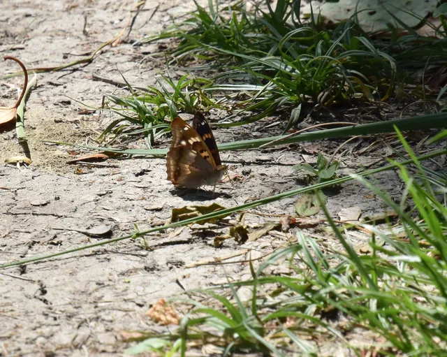 Apatura ilia - kis színjátszólepke