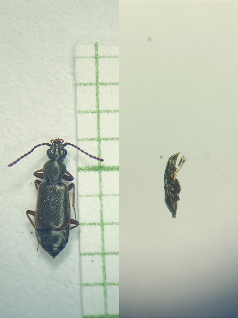 Lesteva longoelytrata - partfutó felemásholyva