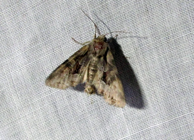 rekettyebagoly - Lacanobia w-latinum