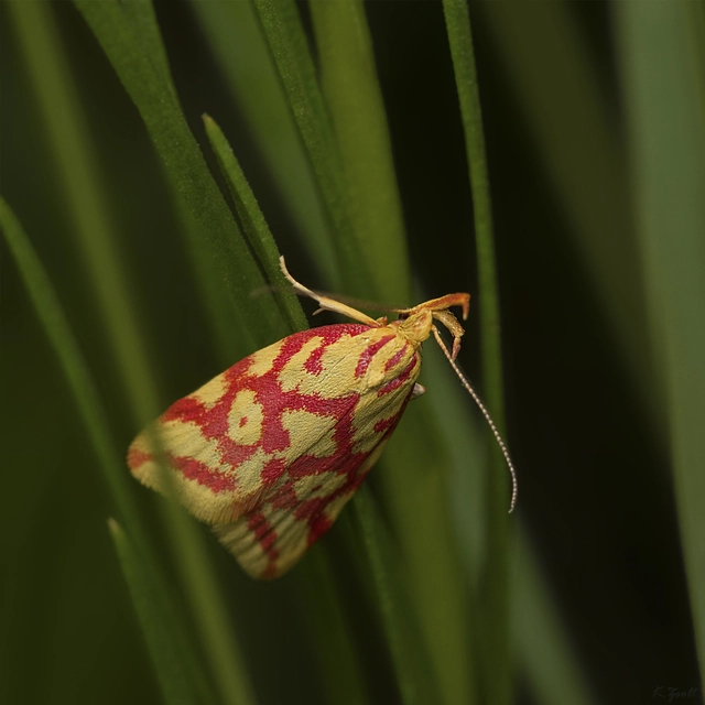 Hypercallia citrinalis - pirossávos díszmoly Hypercallia citrinalis - pirossávos díszmoly