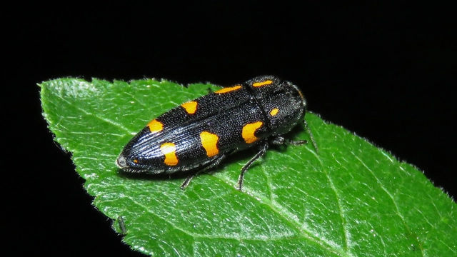 Ptosima undecimmaculata - sárgafoltos díszbogár