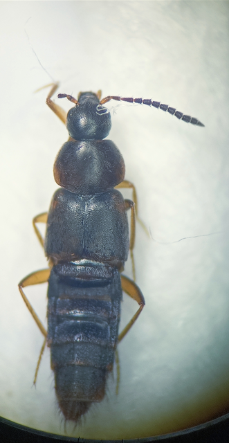 Oxypoda acuminata - közönséges pudvaholyva