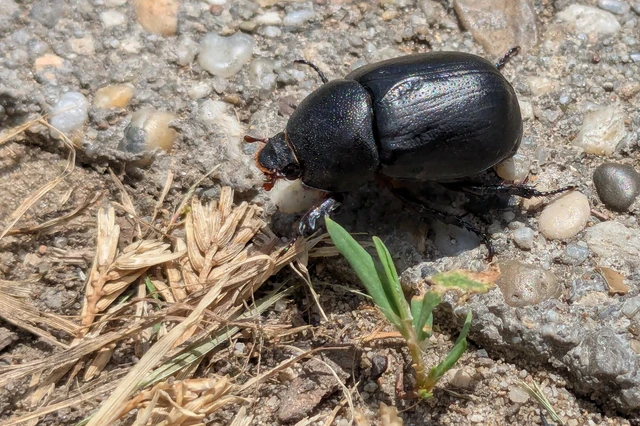 Pentodon idiota - butabogár