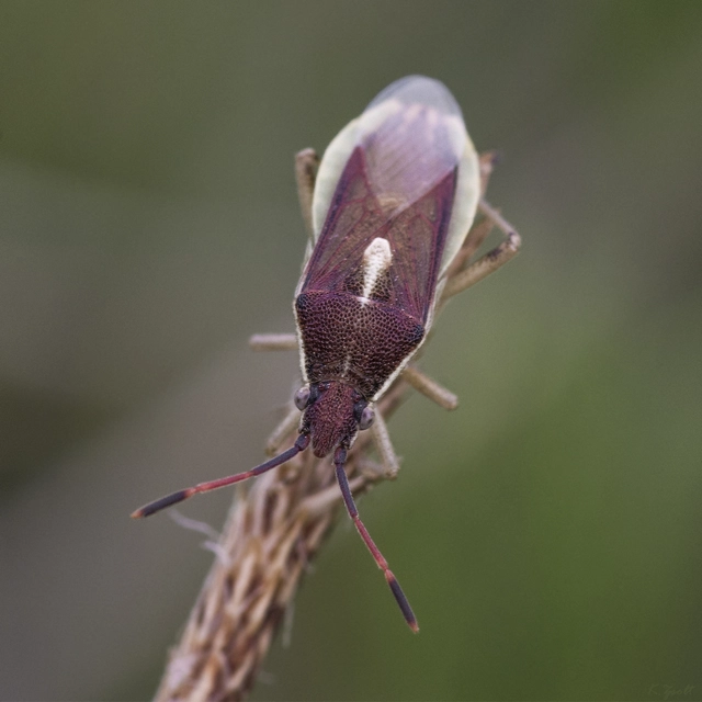 Maccevethus
