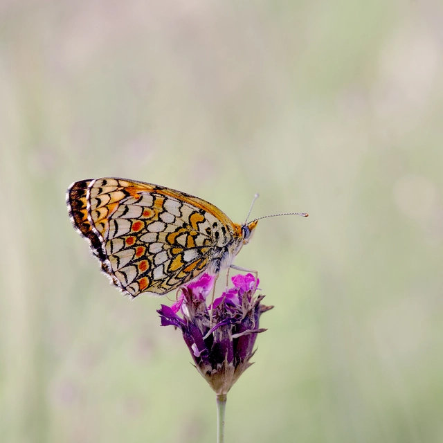 Melitaea phoebe - nagy tarkalepke