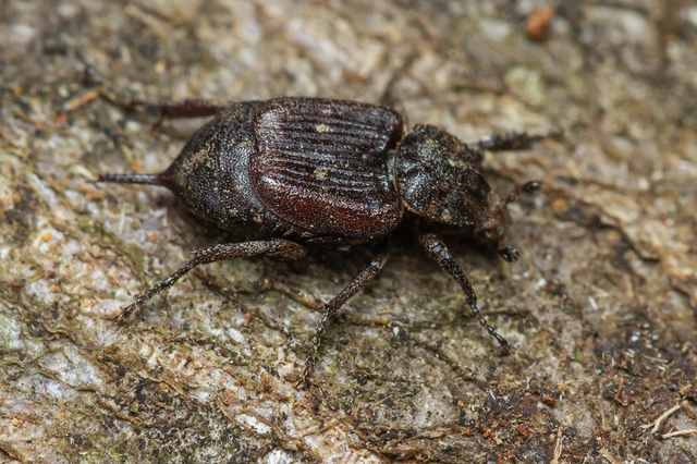 Valgus hemipterus - suta virágbogár