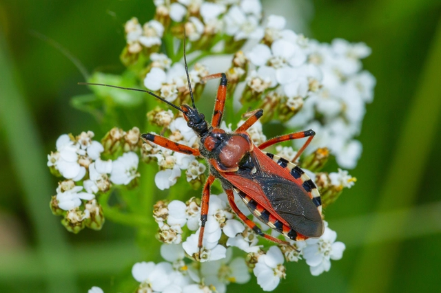 Rhynocoris iracundus - közönséges gyilkospoloska